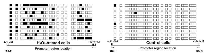 H2O2를 4일간 처리한 후, catalase promoter의 CpG island II의 methylation 분석