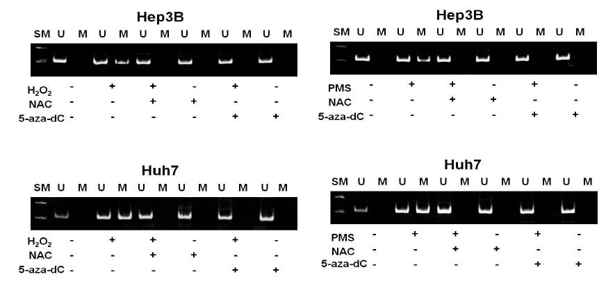 Antioxidant와 DNMT inhibitor가 catalase promoter methylation에 주는 영향 분석