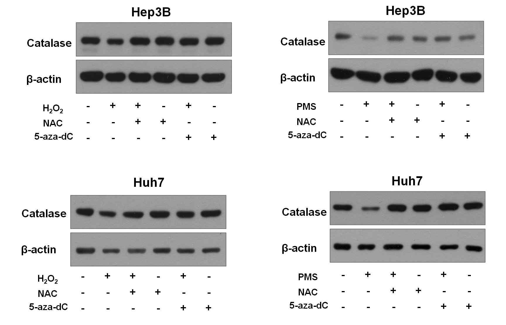 Antioxidant와 DNMT inhibitor가 catalase protein 발현에 주는 영향 분석