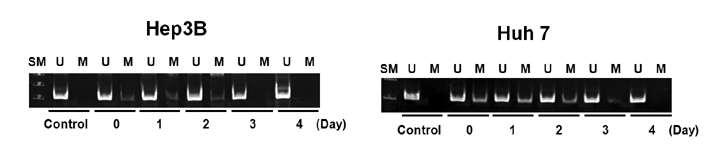 H2O2 4일간 처리한 후 catalase promoter의 methylation상태 분석