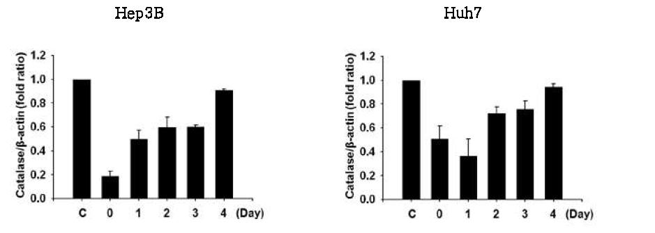 H2O2 4일간 처리한 후 catalase mRNA 발현 확인