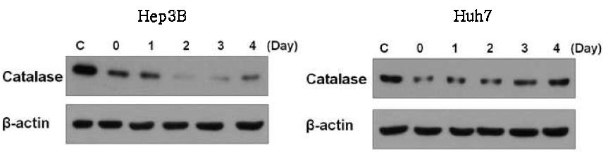 H2O2 4일간 처리한 후 catalase protein 발현 확인