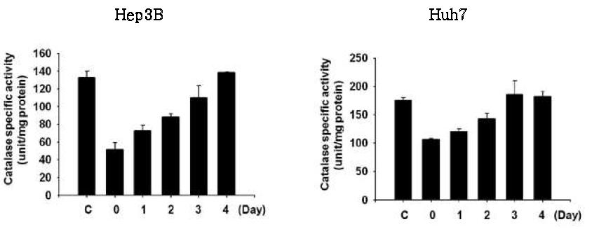 H2O2 4일간 처리한 후 catalase activity 확인