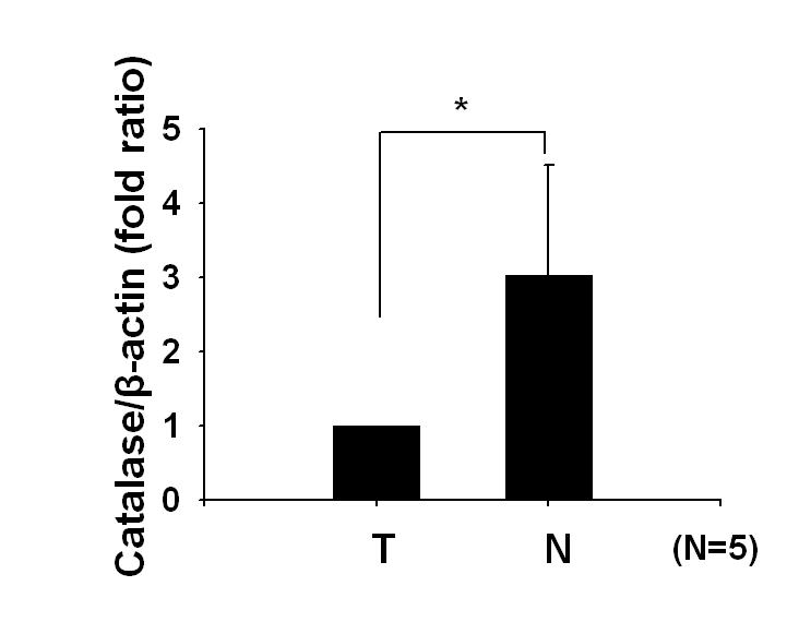 Tumor조직과 nontumor 조직에서 catalase의 mRNA level 을 측정