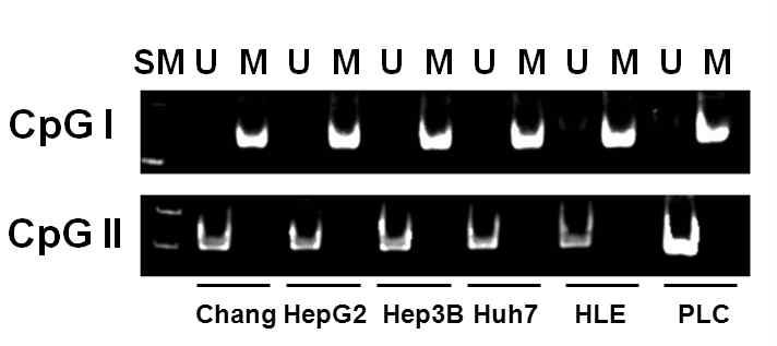 간암 세포주에서 catalase promoter의 methylation 상태를 분석