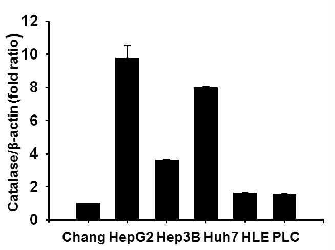 간암 세포주에서 catalase mRNA level의 분석