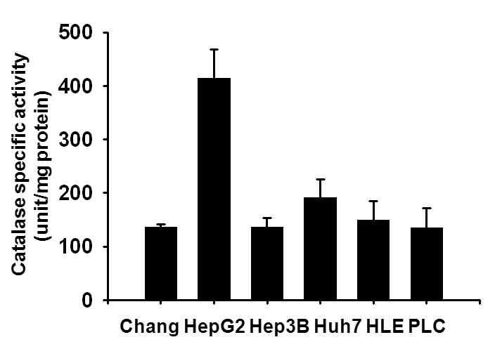 간암 세포주에서 catalase activity의 분석