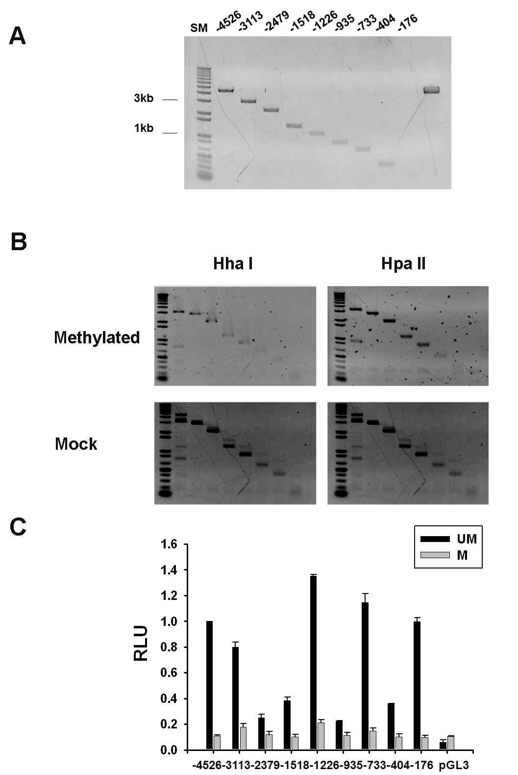 Promoter methylation이 activity에 미 치는 영향 분석