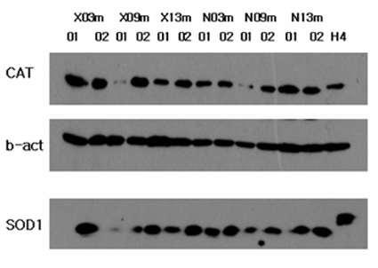 HBx transgenic mouse를 이용하여 antioxidant enzyme의 발현변화를 wild type과 비교함.