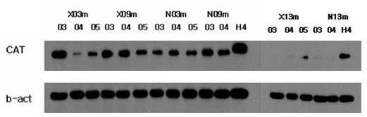 HBx transgenic mouse와 normal mouse의 catalase 발현이 차이 확인.