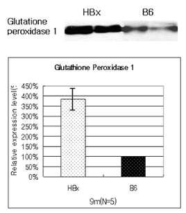 HBx transgenic mouse 와 BL/6 mouse의 Gpx의 발현차 이 확인.