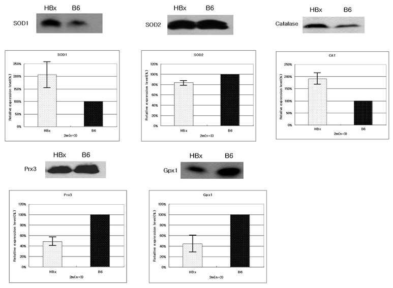 HBx transgenic mouse와 BL/6 mouse에서 antioxidant enzyme의 발현 변화를 immunoblot analysis를 통해 확인함.