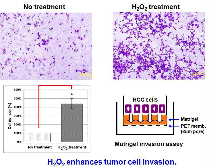 Hep3B cell에 4일간 treatment후에, invasion assay를 수행함.