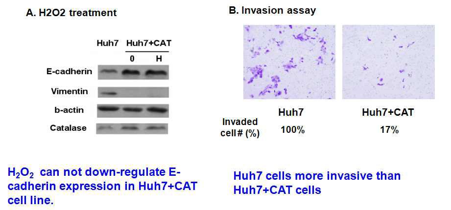 Huh7에 catalase를 overexpression하는 cell line을 제작하여, control cell과 비교하여 invasion 정도를 확인함.