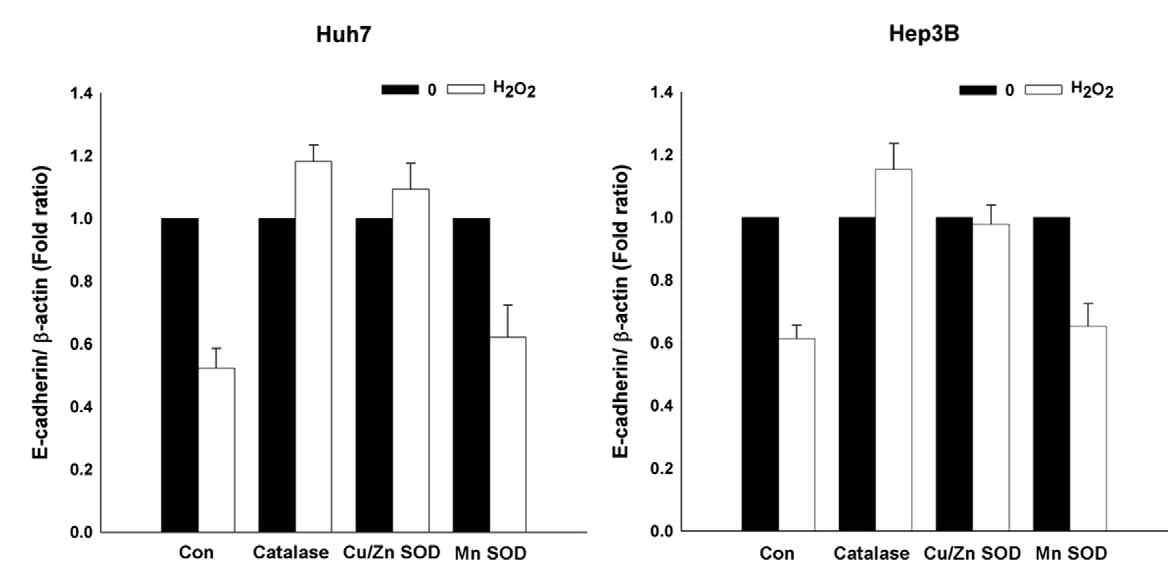 각 antioxidant enzyme이 발현되는 cell line과 control cell line에 H2O2를 4일간 처리하고 cell adhesion molecule인 E-cadherin 의 발현 변화여부를 확인함.