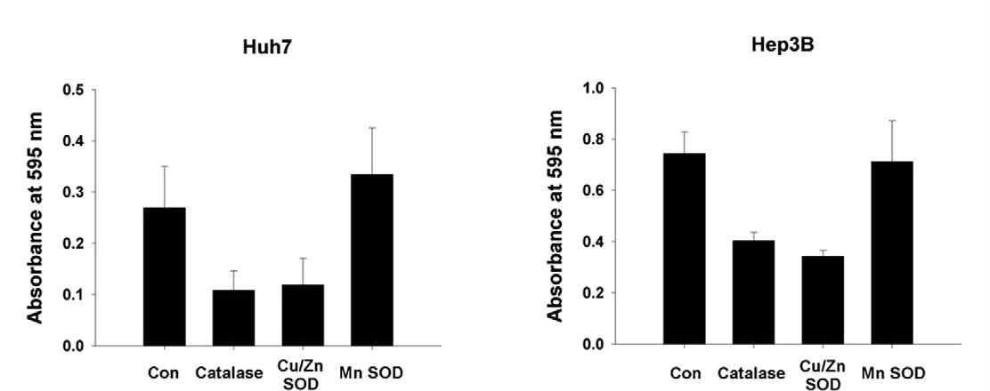 각 antioxidant enzyme이 발현되는 cell line과 control cell line에 H2O2를 4일간 처리하고, invasion assay를 통해 invasion의 차이를 확인함.