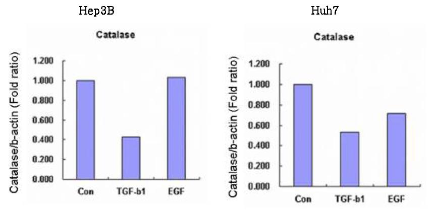 TGF-β에 의해 catalase의 발현이 감소하는것을 Real-time PCR로 확인하였음.