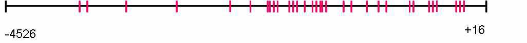 Catalase promoter상에 존재하는 CpG site임. 특히 -404에서 -176사이에는 16개의 CpG site가 존재함.