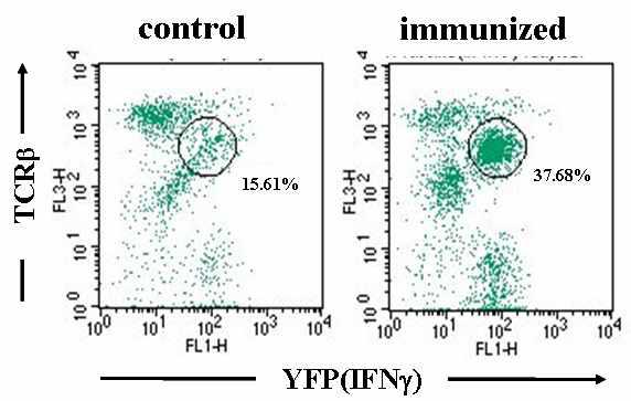 IFNg reporter 생쥐에 항암백신으로 immunization한 후 CD4+NK1.1+한 세포군을 gate하여 IFNg의 발현을 조사함.