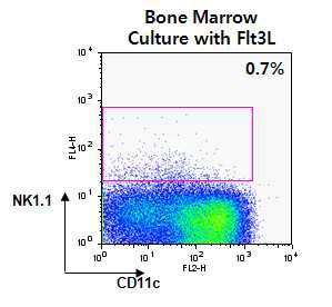 Flt3L에 의한 NKDC의 증식