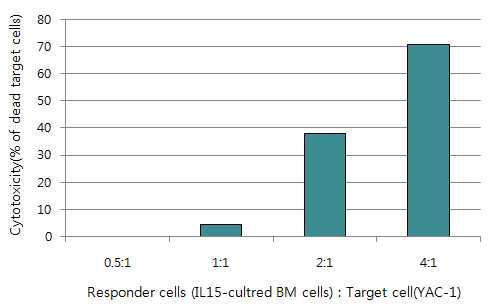 YAC-1에 대한 cytotoxicity 조사