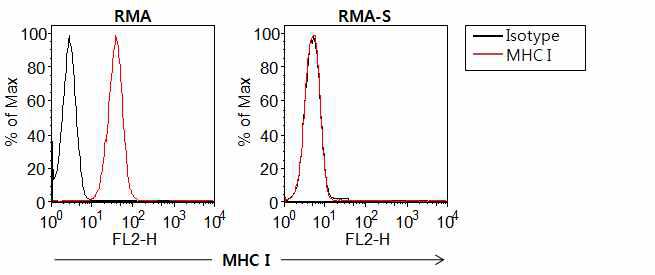 RMA와 RMA-S 세포주의 MHC I 발현 정도