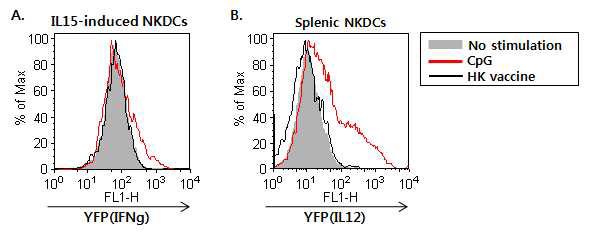HK 백신에 의한 NKDC의 활성 조사