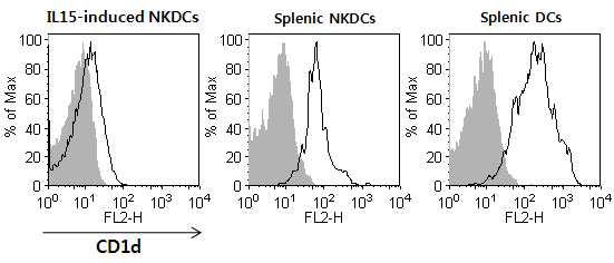 NKDC에서의 CD1d 발현 조사.