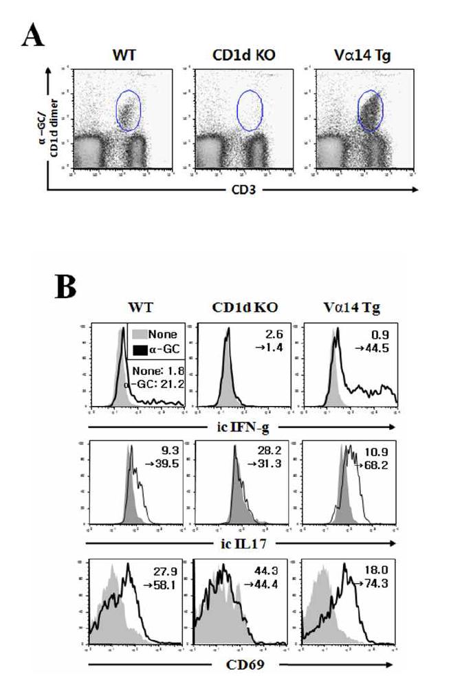 NKT 세포 활성에 의한 사이토카인 분비 및CD69 발현