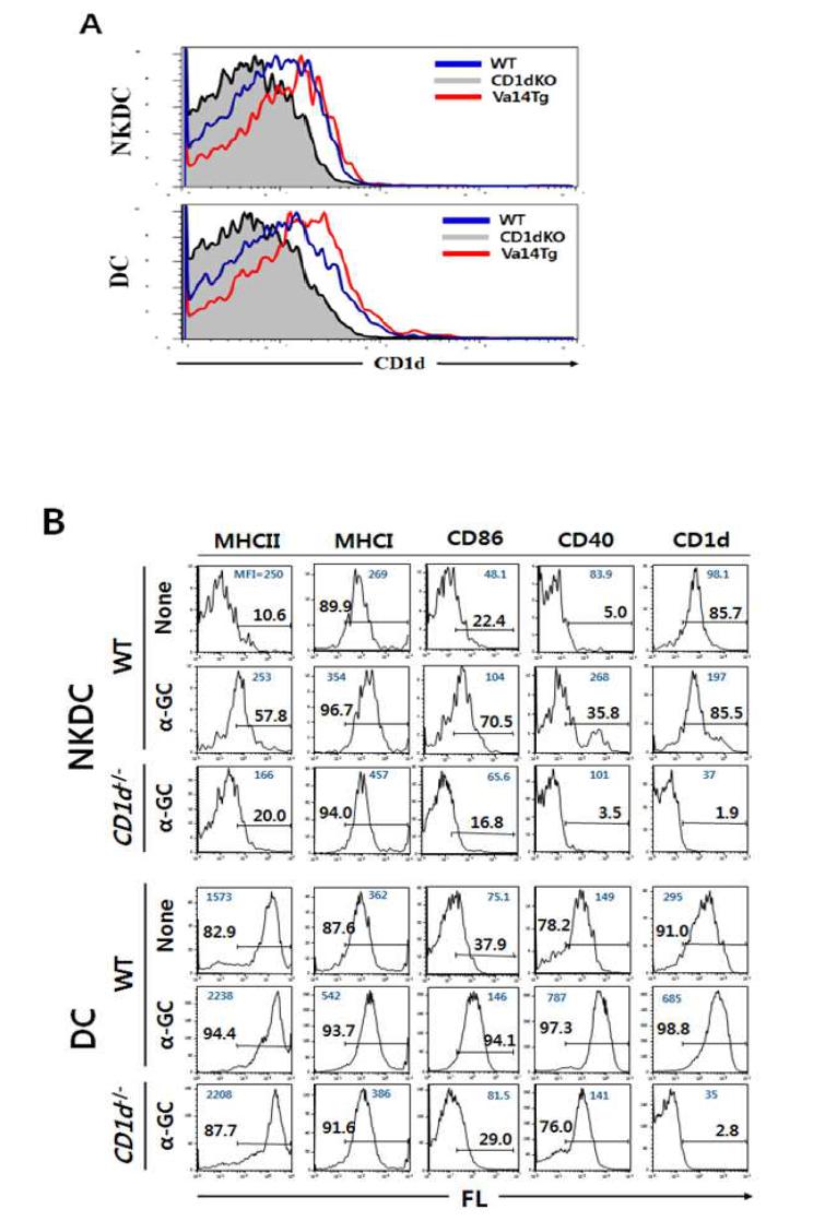 in vivo a-GalCer 자극에 의한 NKDC 세포의 MHC 분자와 공동자극 분자 발현 증가