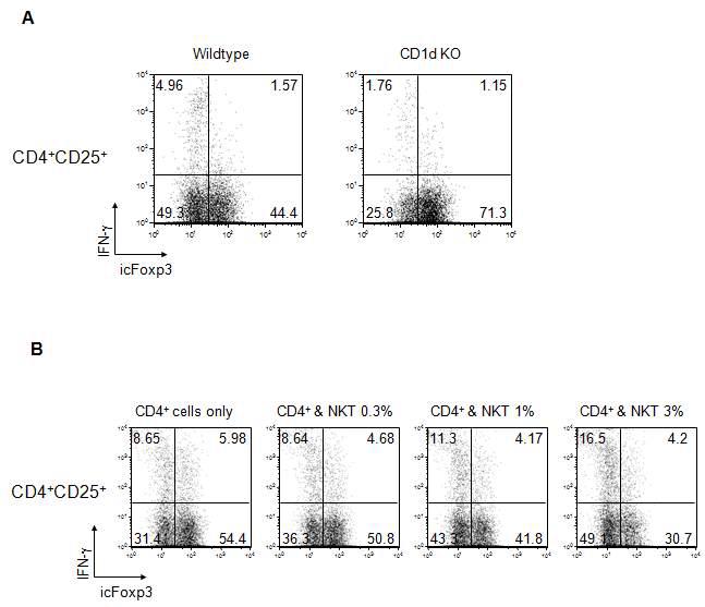 NKT 세포는 CD4+CD25+Foxp3- 세포의 IFNg 발현을 유도함.