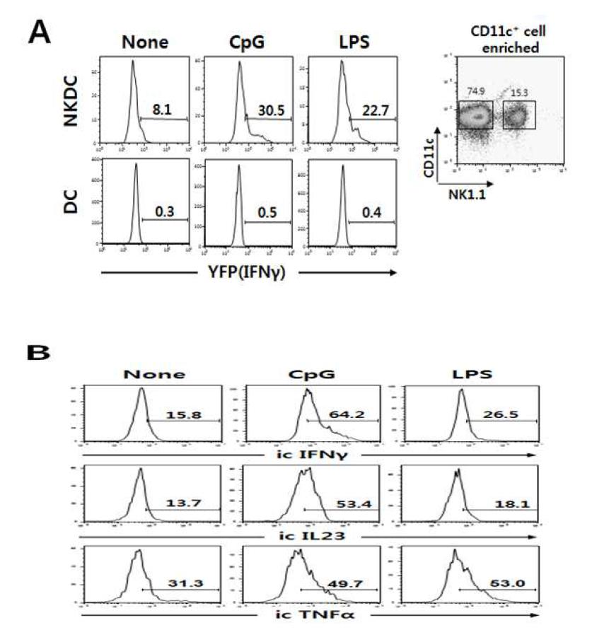 NKDC에서의 사이토카인 분비 양상