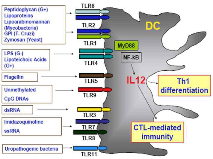 수지상세포에 발현하는 TLR 수용체