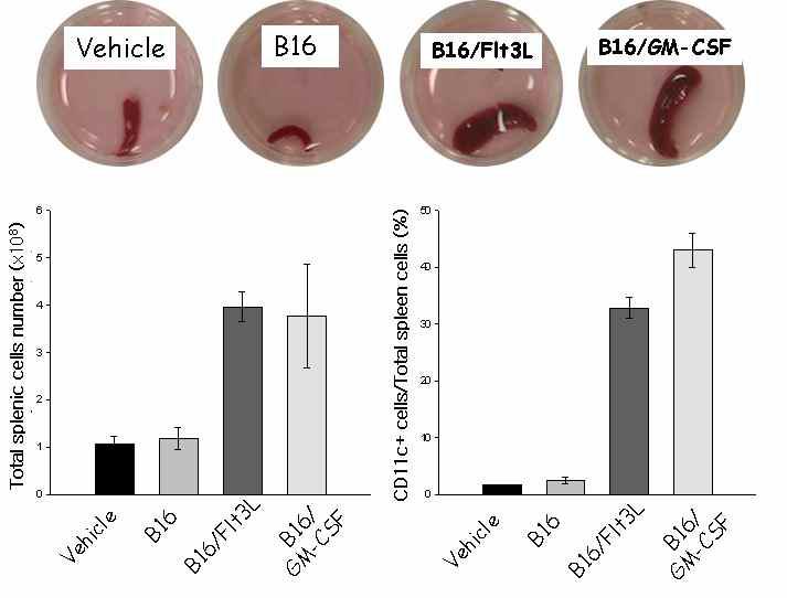 수지상세포 성장인자가 transfect된 B16 (H2b) 세포주를 C57BL/6 생쥐에 s.c로 주입하고 약 9-10일 후에 spleen 세포를 조 사함. 수지상세포가 크게 증가되어 있음을 알 수 있음.