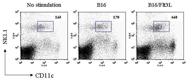 B16/Flt3L 세포주를 주입한 생쥐에서 NK1.1+한 수지상세포의 수가 증 가되었는지를 살펴봄. 생체내 Flt3L의 증가가 전체적인 수지상세포의 증가와 함 께 NKDC (NK1.1+CD11c+)의 양적 증가를 초래함 (gated on non-T cell populations).