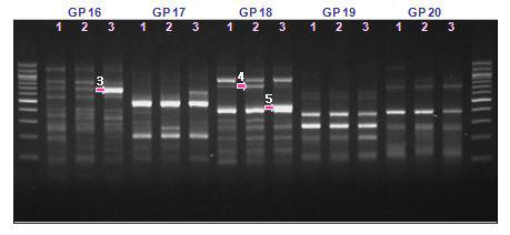 DD-PCR법을 이용한 스테레스 특이 유전자 클론의 분리