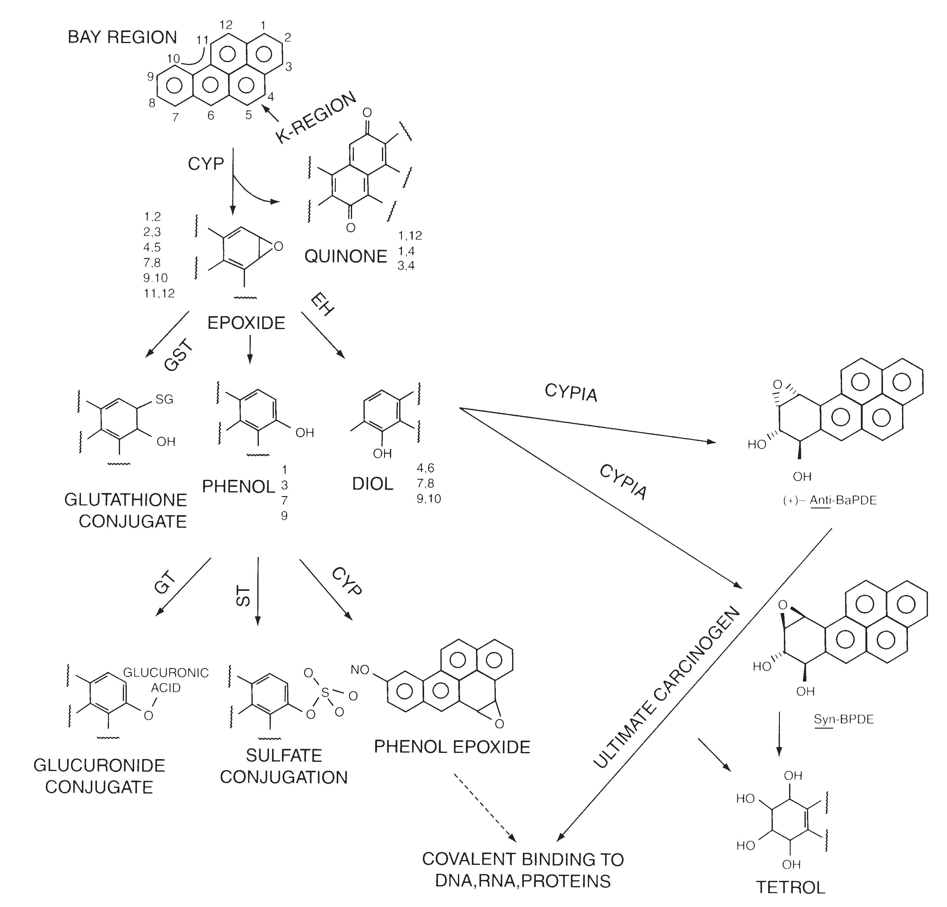 그림 3-4-2. 생체내 효소에 의한 Benzopyrene(BaP)의 대사경로