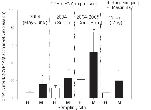 그림 3-4-3. 마산만과 해금강에서 채집한 문치가자미의 CYP1A mRNA 발현변화 (H) 해금강지역(M) 마산만 지역