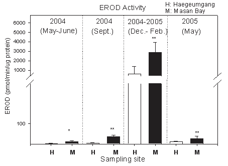 그림 3-4-5. 마산만과 해금강에서 채집한 문치가자미의 EROD 활성변화 (H) 해금강지역 (M) 마산만 지역