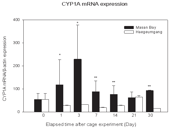 그림 3-4-8. Cage실험 후 시간경과에 따른 CYP1A mRNA 발현변화