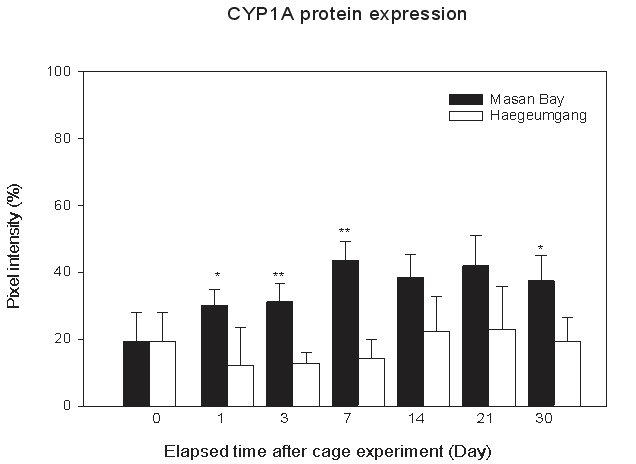 그림 3-4-9. Cage실험 후 시간경과에 따른 CYP1A 단백질 발현변화