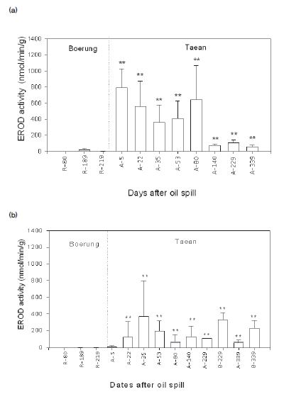 그림 3-4-15. 태안유류사고 이후 경과에 따른 EROD 활성변화