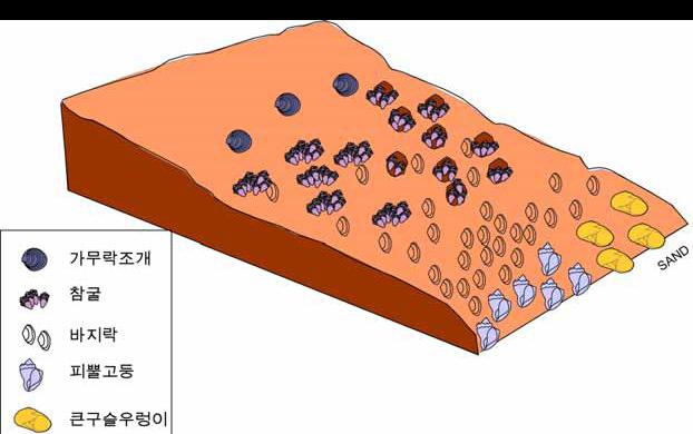 고군산군도 갯벌에 출현하는 유용패류의 수직적 분포 모식도