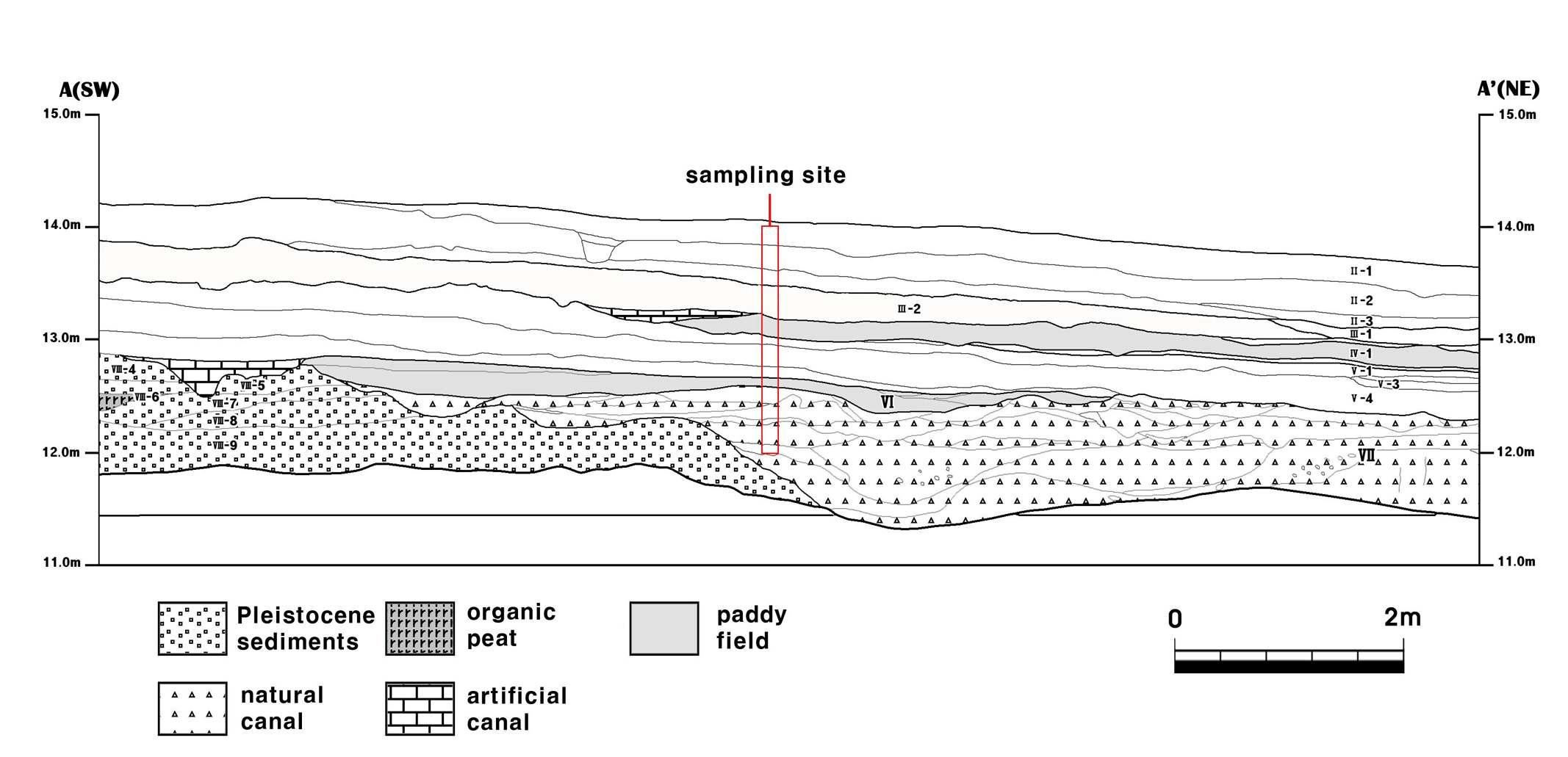 cross-section of study trench A-A' with soil alyers. phytolith sampling transect shown