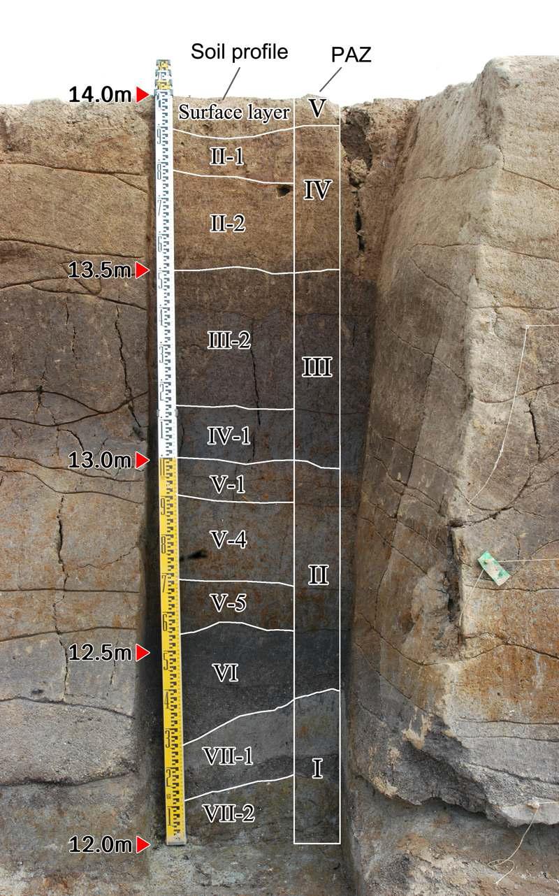 Soil profile of trench at Nabokri