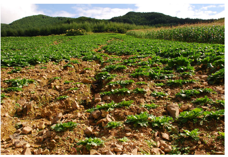 Soil loss of mountainous area by heavy rainfall.