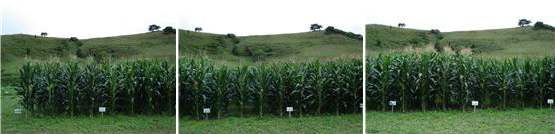 Late growth response of corn in 2010.