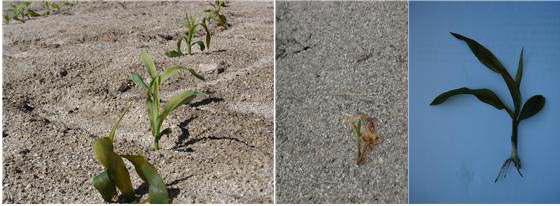 Damage of frost of corn in June, 1st, 2010.