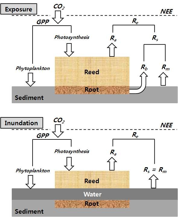 Fig. 4. 갯벌 생태계에서 탄소 순환 과정.