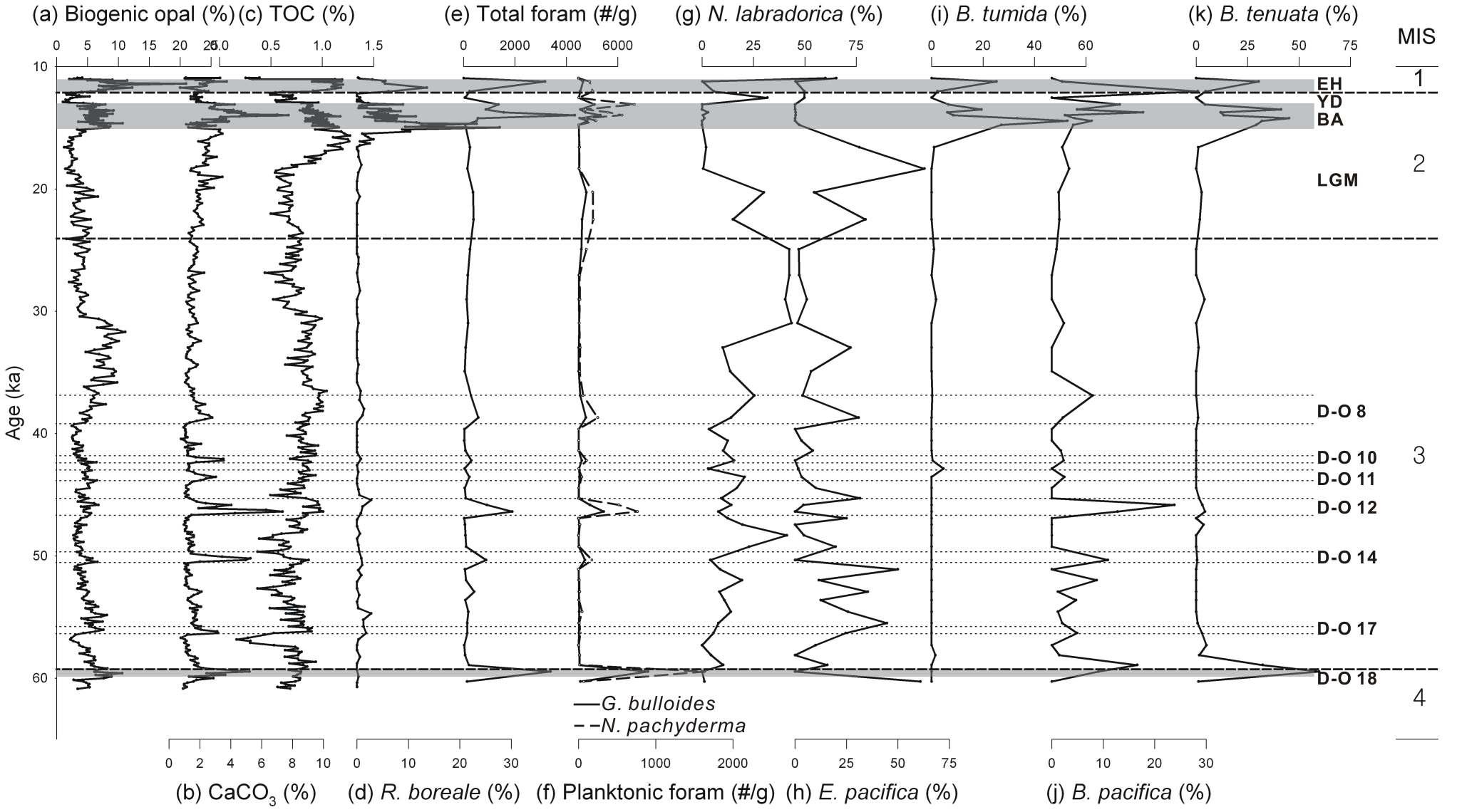 Downcore profiles of (a) biogenic opal content, (b) CaCO3 content, (c) TOC content, (d) relative abundance of R. boreale, (e) total foraminifera (tests per gram), (f) planktonic foraminifera (tests per gram), relative abundance of (g) Oxic species, and (h) dysoxic species in core PC23A, and (i) Greenland ice core oxygen isotopes (GISP2, Grootes et al., 1993). Note Marine Isotope Stages on the top. EH: Early Holocene, YD: Younger Dryas, BA: Bølling-Allerød, D-O: Dansgaard-Oeschger interstadials. Shaded bars represent sediment laminations and dashed lines indicate warm interstadials. (a), (b), (c), and (d) are reported in Itaki et al. (2009).